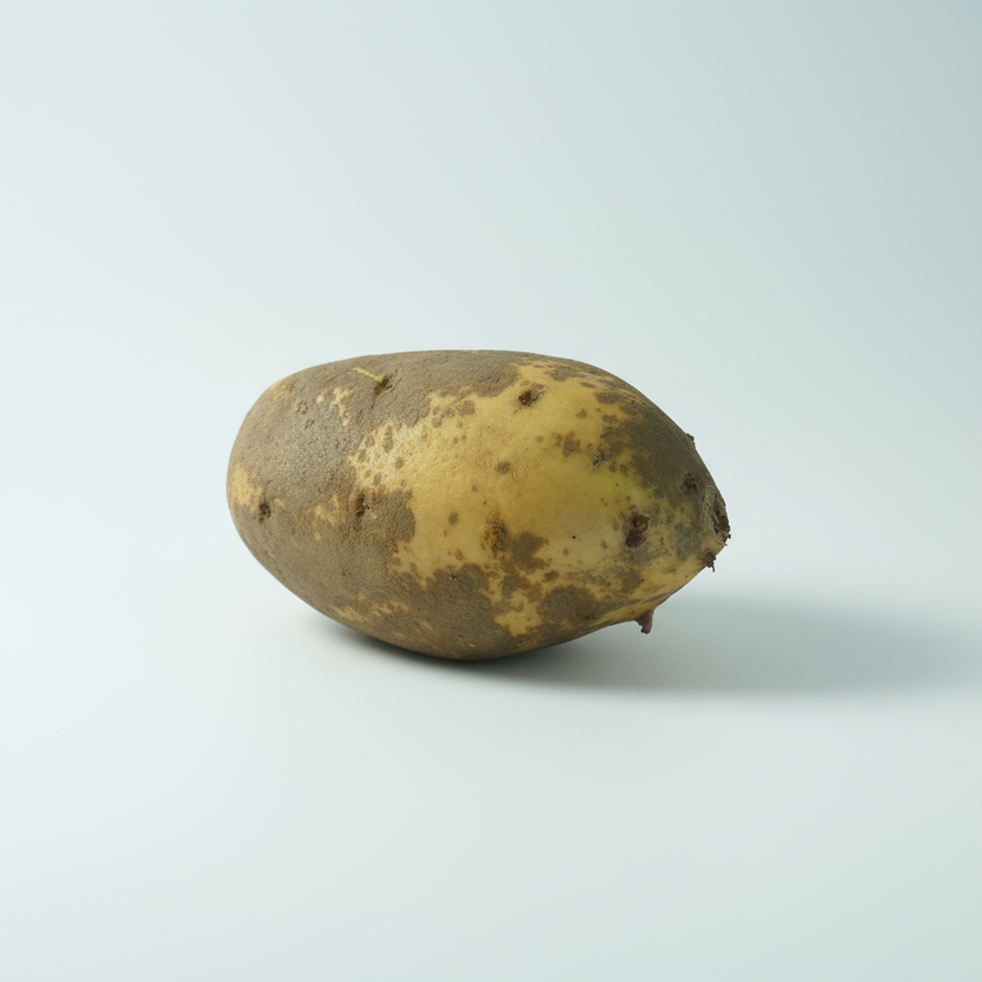 Batata-doce de polpa branca e casca clara para receitas fitness e saudáveis